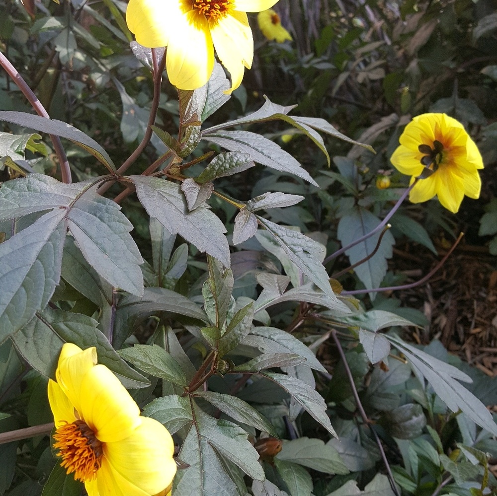 Meet your Posher, Kendra